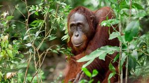Tips For a Tanjung Puting Orangutan Tour